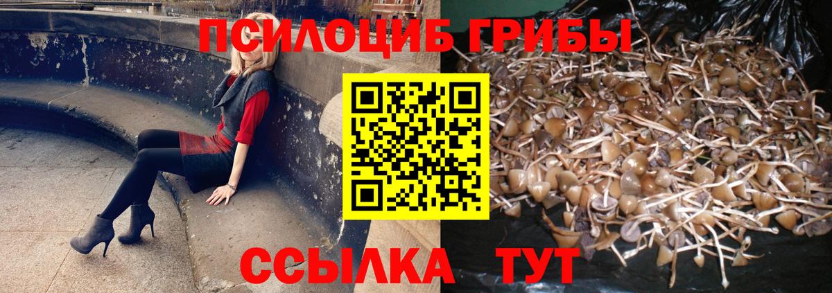 Псилоцибиновые грибы Cubensis  Псилоцибиновые грибы мицелий  Вход с VPN  Камышлов 